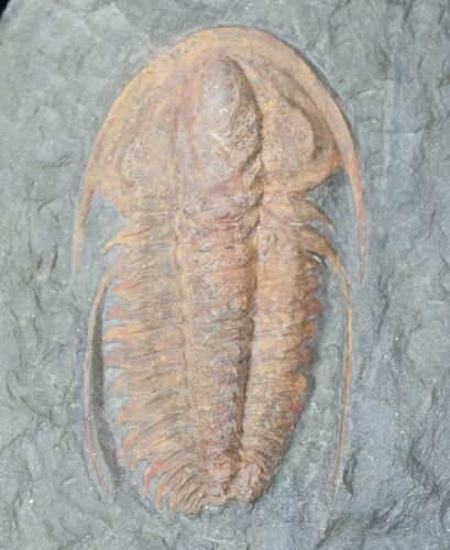 Hamatolenus vincenti Trilobite #12934